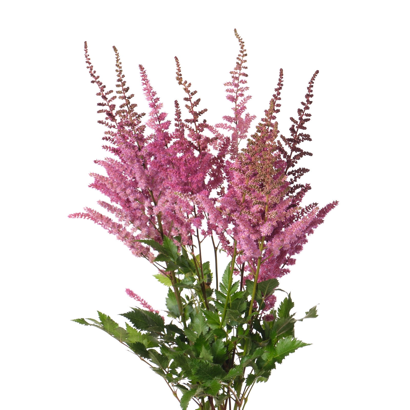 Astilbe maggie daley