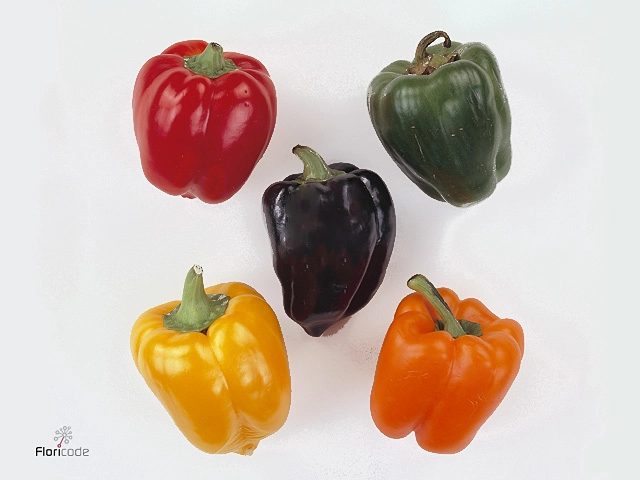 Capsicum