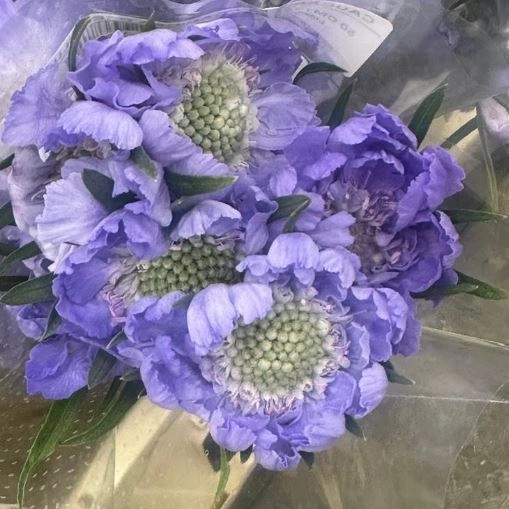 Scabiosa deep blue