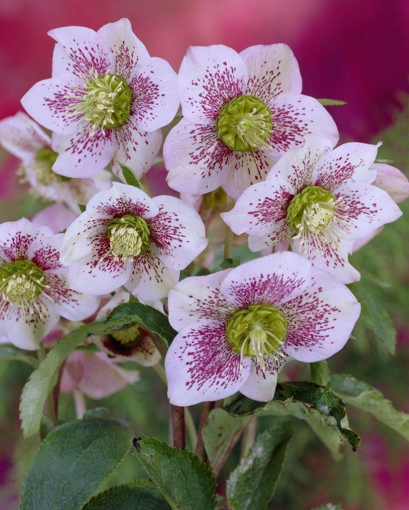 Helleborus pink lady | Wholesale flowers, plants and supplies Helleborus pink lady