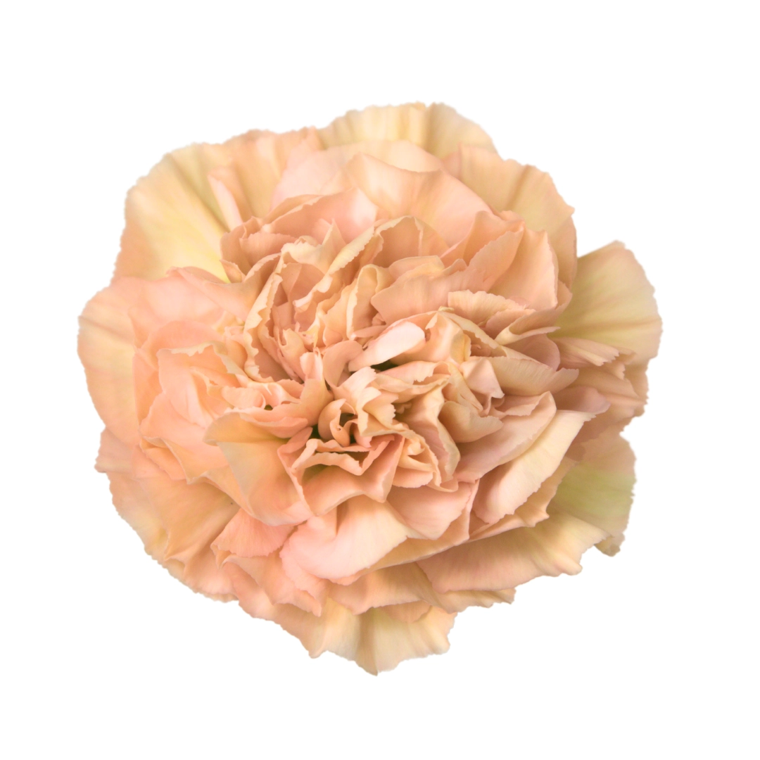 Carnation lege marrone | Wholesale flowers, plants and supplies Carnation lege marrone