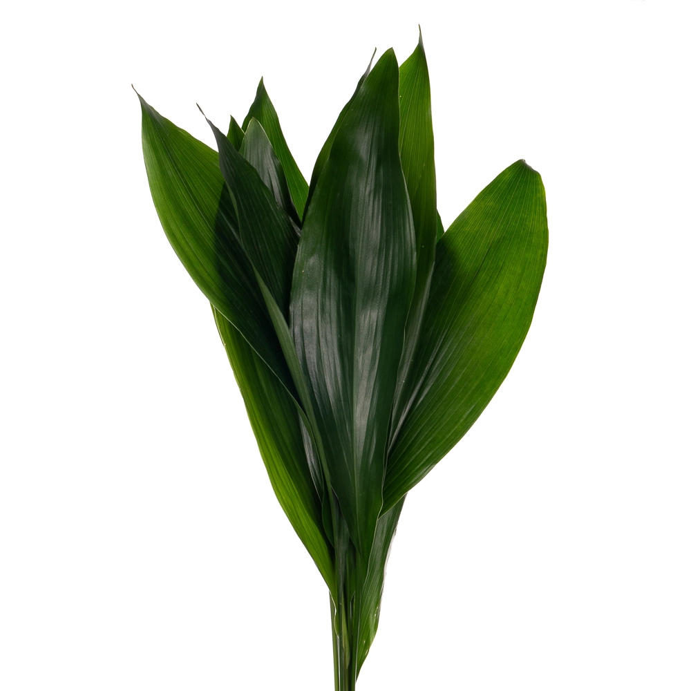 Blad Aspidistra