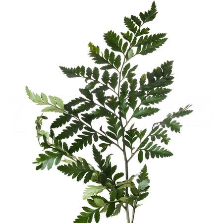 Blad Ledervaren