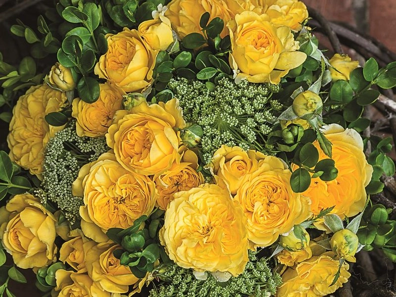 Rose inka | Wholesale flowers, plants and supplies Rose inka