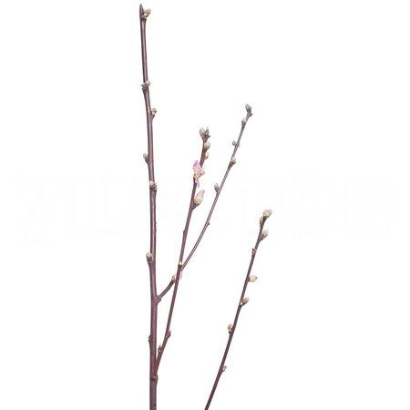 Prunus double pink