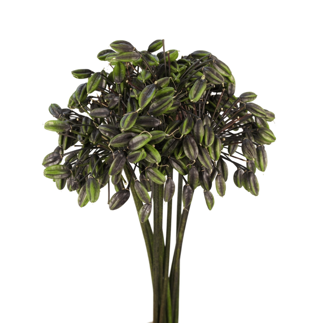 Agapanthus green