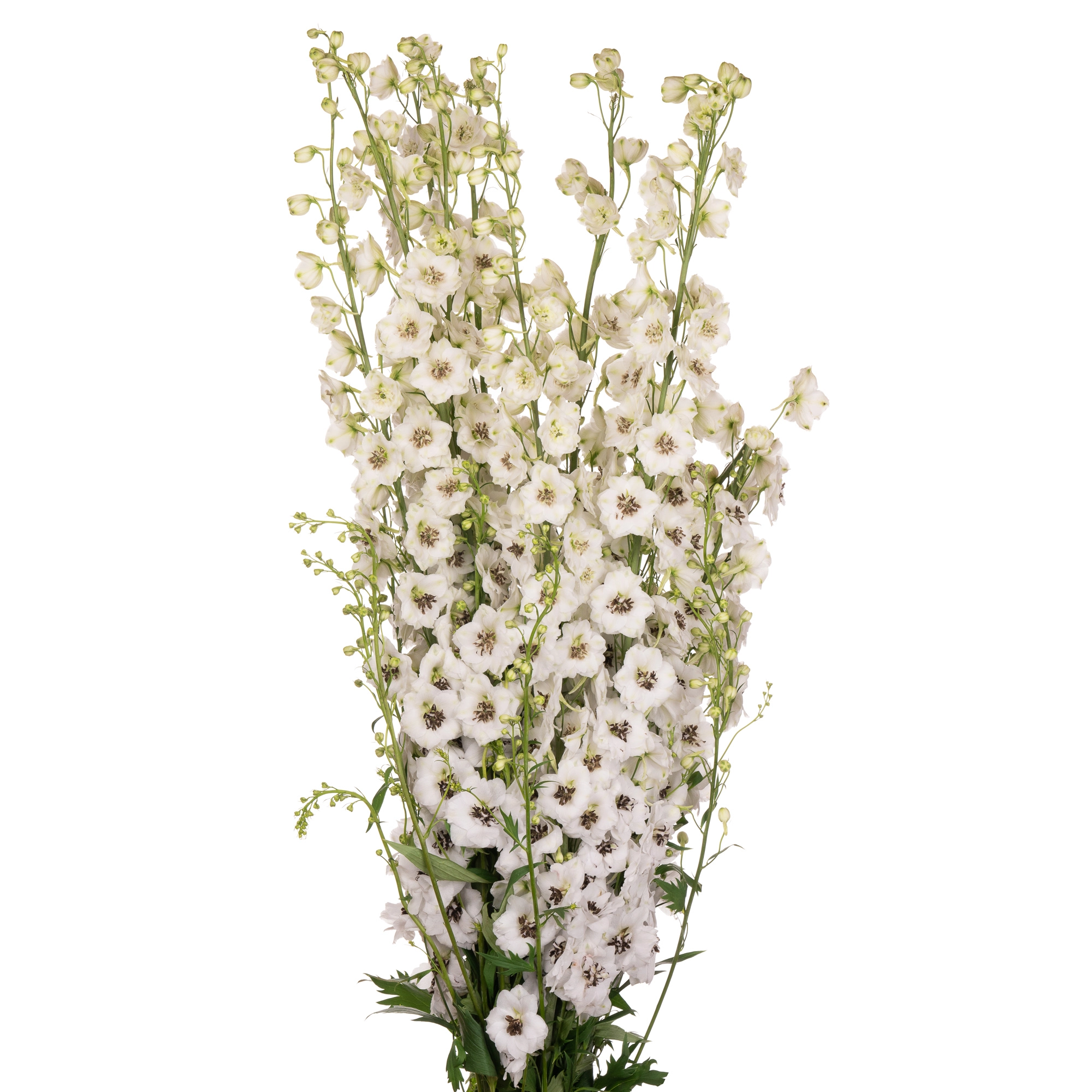 Delphinium double dewi rocket | Wholesale flowers, plants and supplies Delphinium double dewi rocket