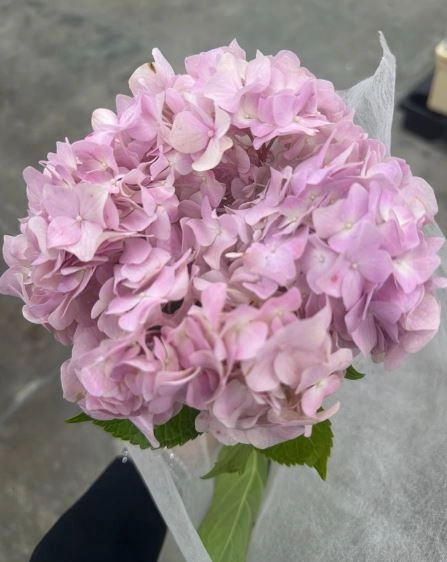 Hydrangea dream pink pink