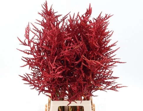 Bromelia