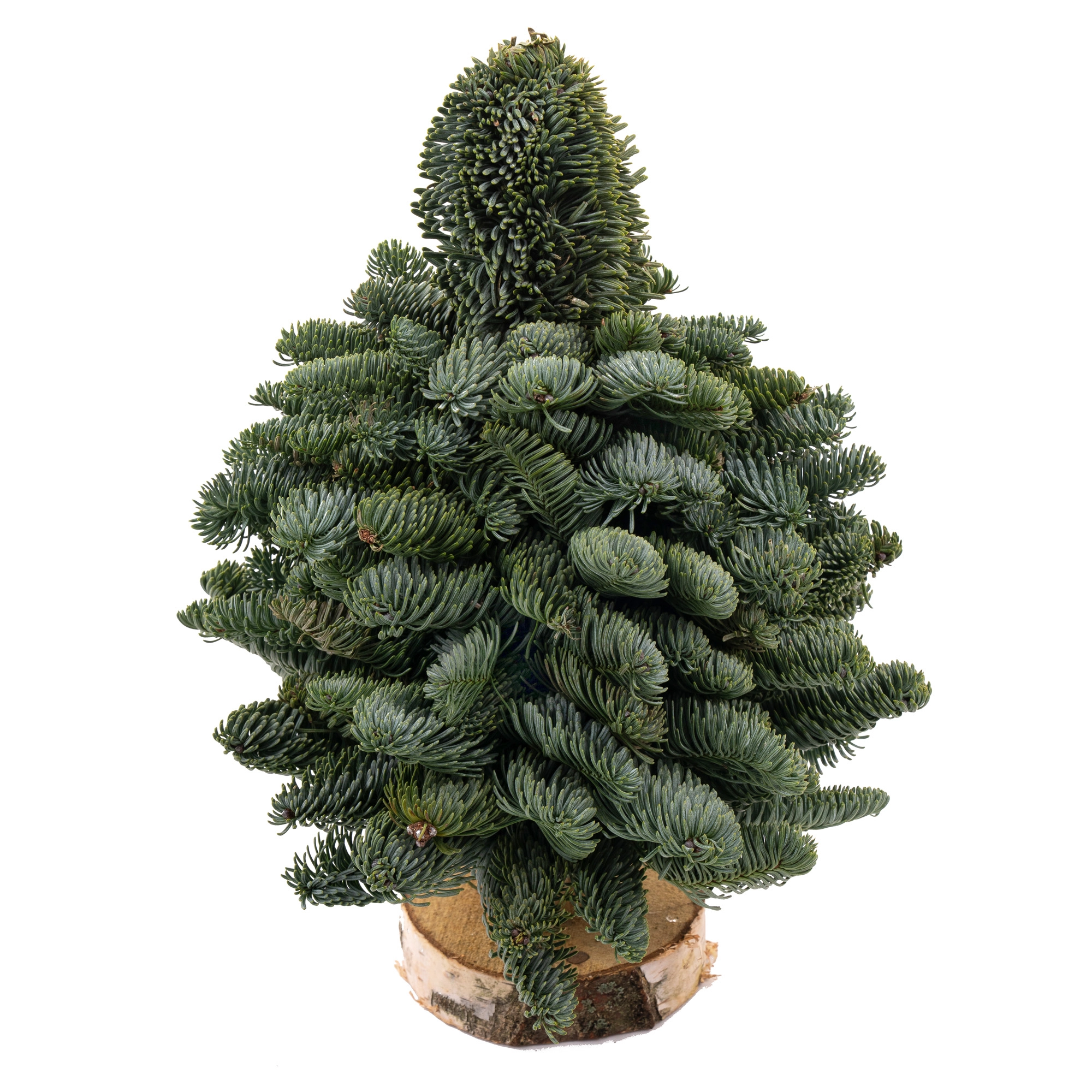 Picea nobilis