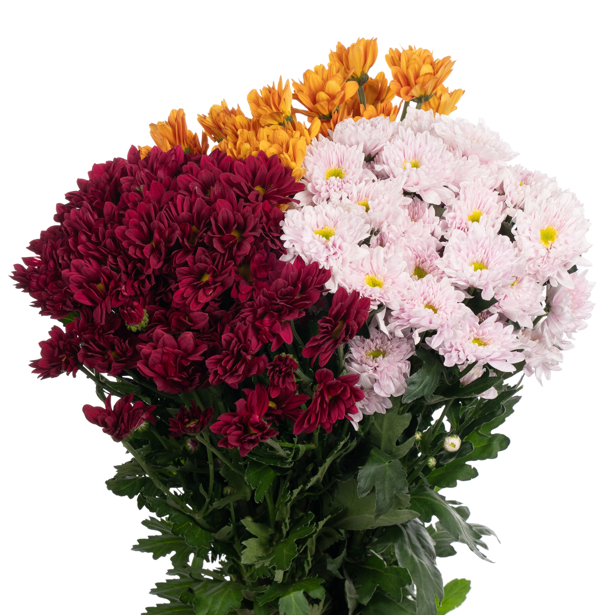 Chrysanthemum spray mix