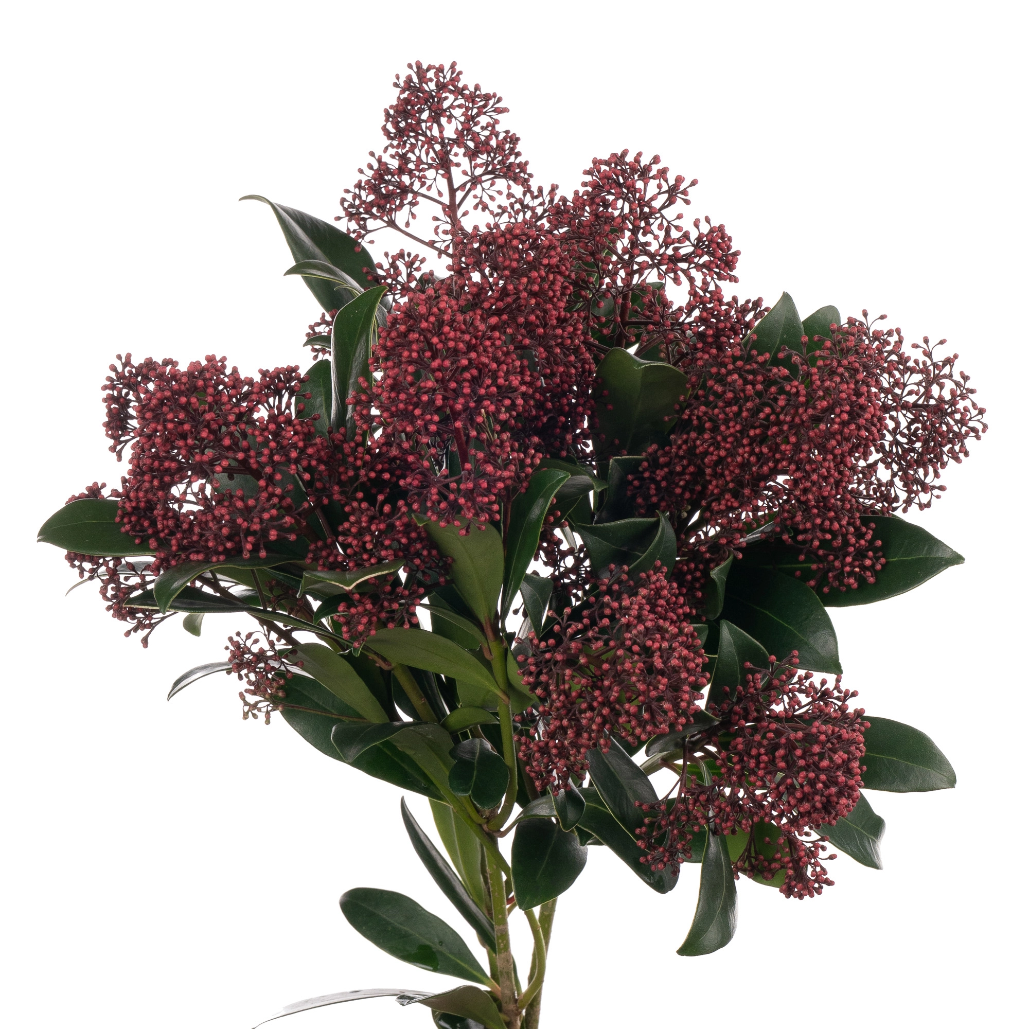 Skimmia rubella