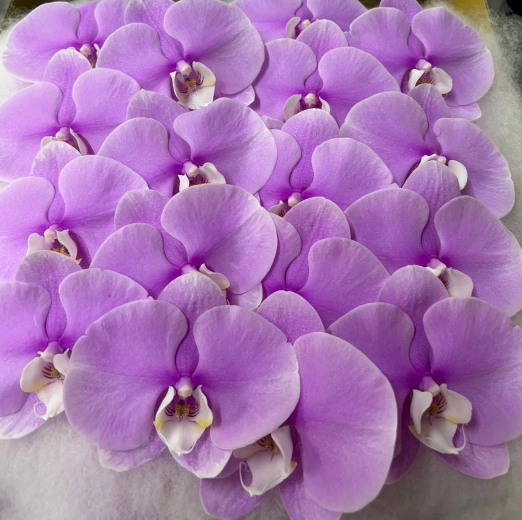 Phalaenopsis ice