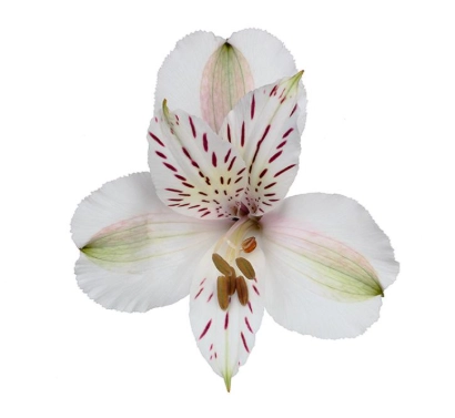 Alstroemeria white diamond