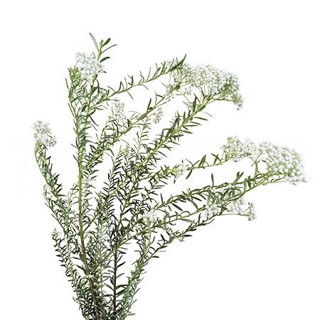 Ozothamnus