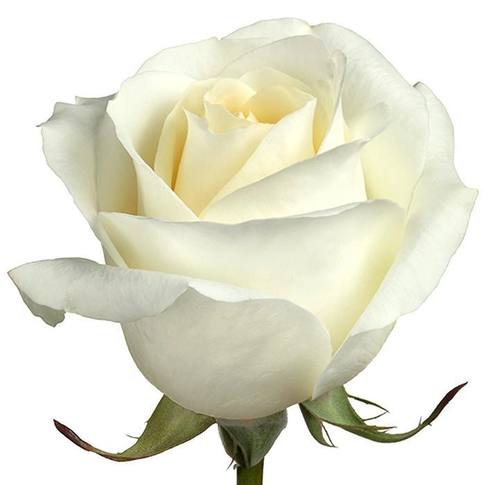 Rose blizzard