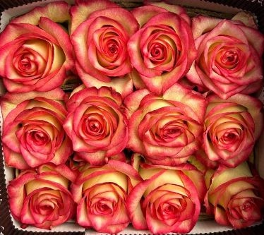 Rose discovery