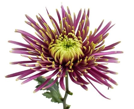 Chrysanthemum spider mum baltazar | Wholesale flowers, plants and supplies Chrysanthemum spider mum baltazar