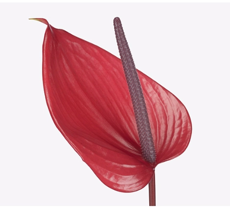 Anthurium cerato