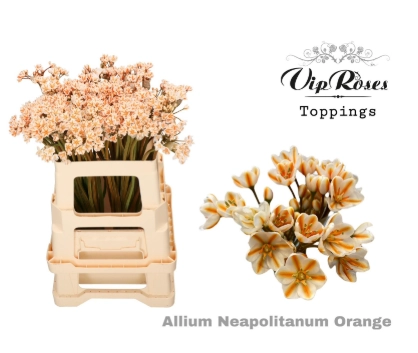 Allium neopolitanum dyed orange