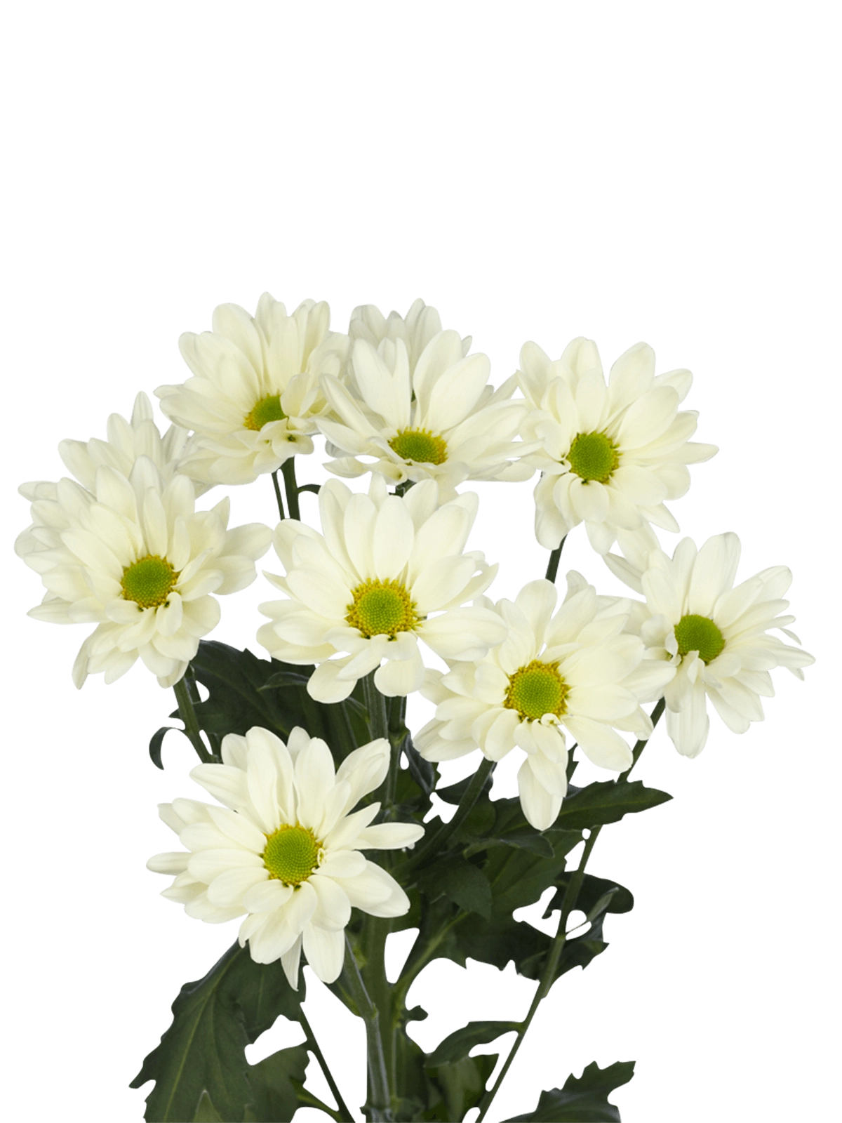 Chrysanthemum spray prosecco | Wholesale flowers, plants and supplies Chrysanthemum spray prosecco
