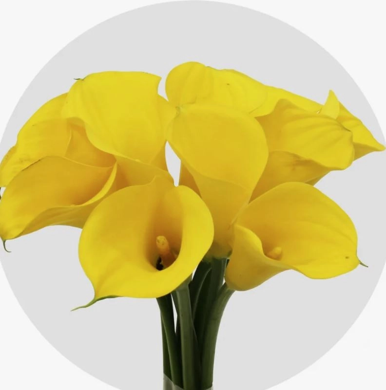 Zantedeschia alice springs