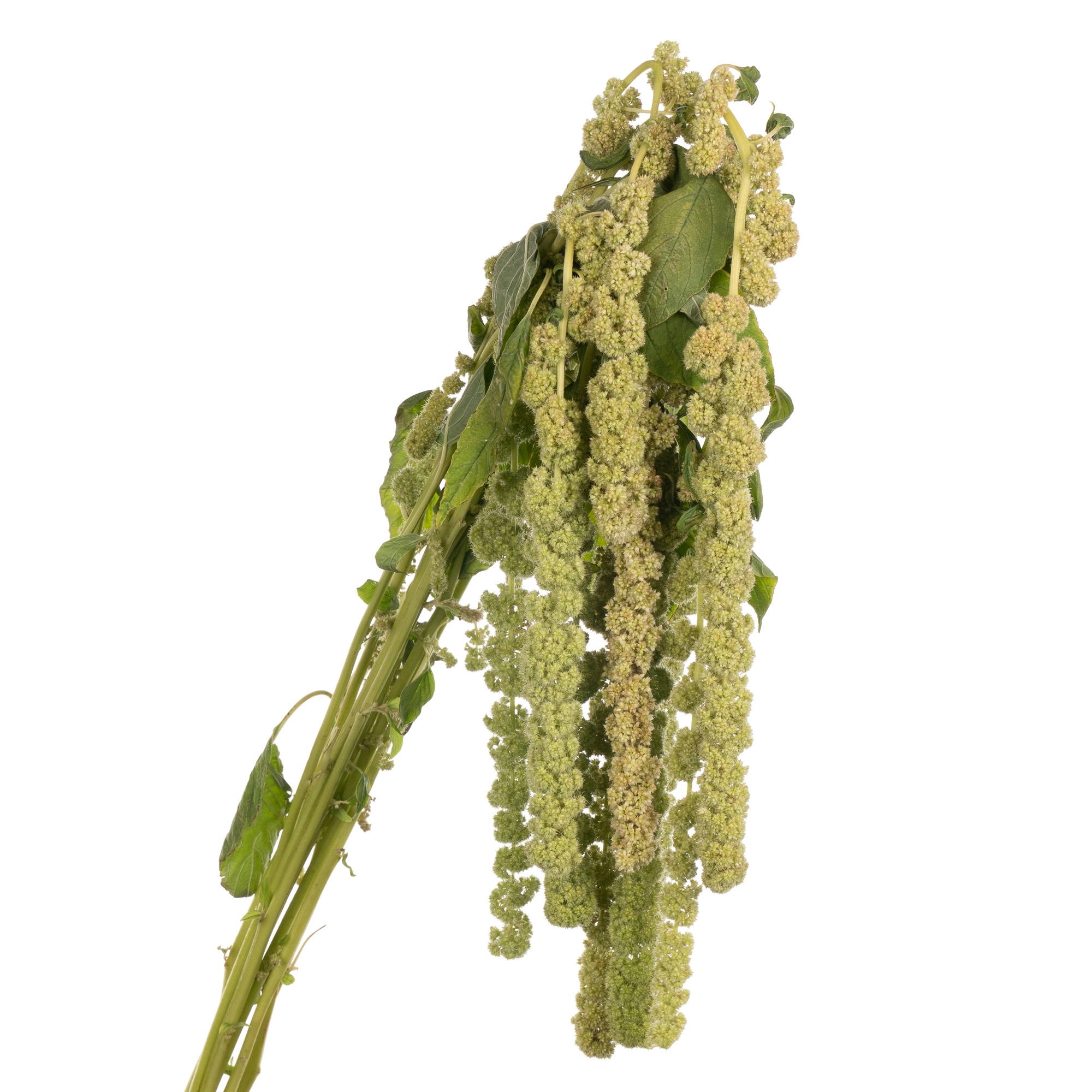 Amaranthus cycloop