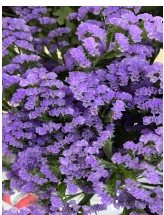 Statice anna blue