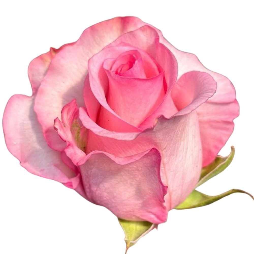 Rose jet set