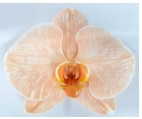 Phalaenopsis tinted apricot