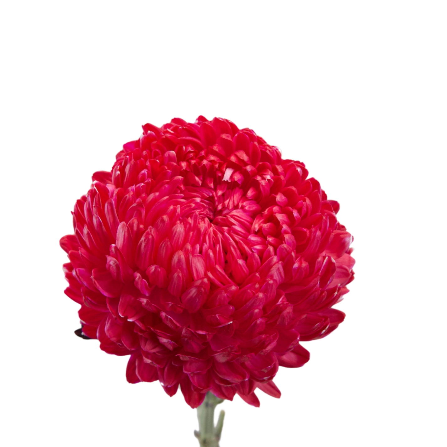 Chrysanthemum tinted antique red