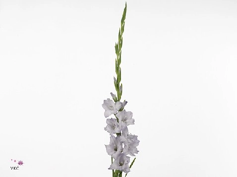 Gladiolus sweet blue