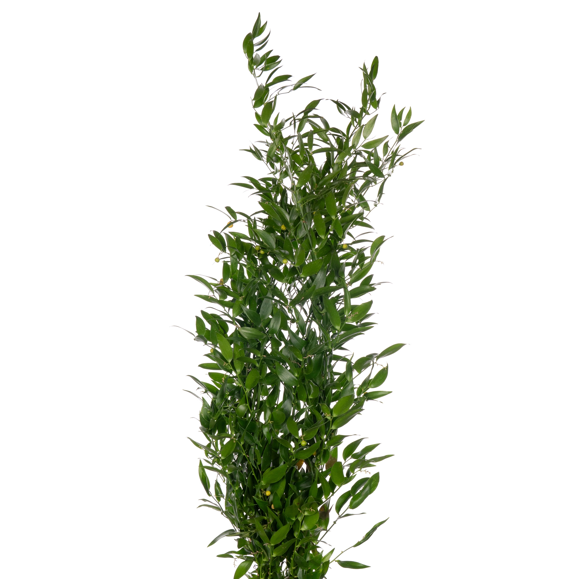 Blad Ruscus medium