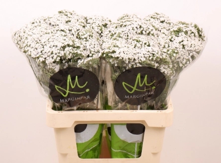 Achillea neonglow moon