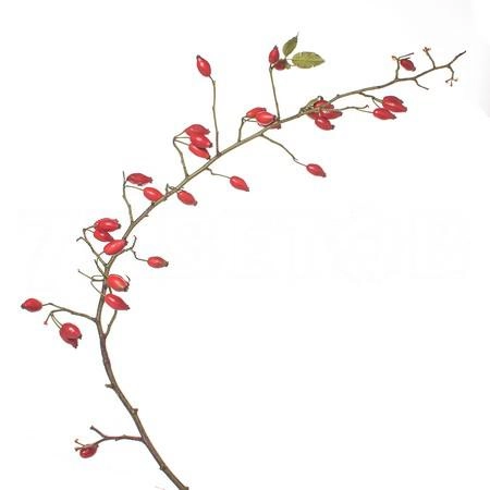 Rose Hip zaffiro