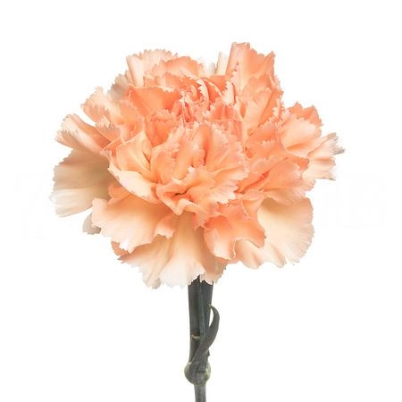 Carnation peach