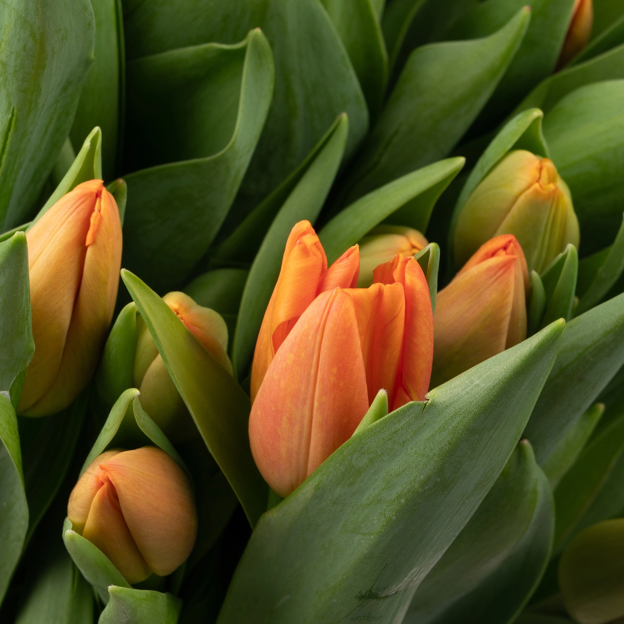 Tulip enkel time out