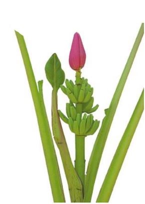 Musa Dwarf reina large | Wholesale flowers, plants and supplies Musa Dwarf reina large