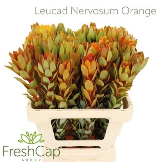 Leucadendron nervosum orange