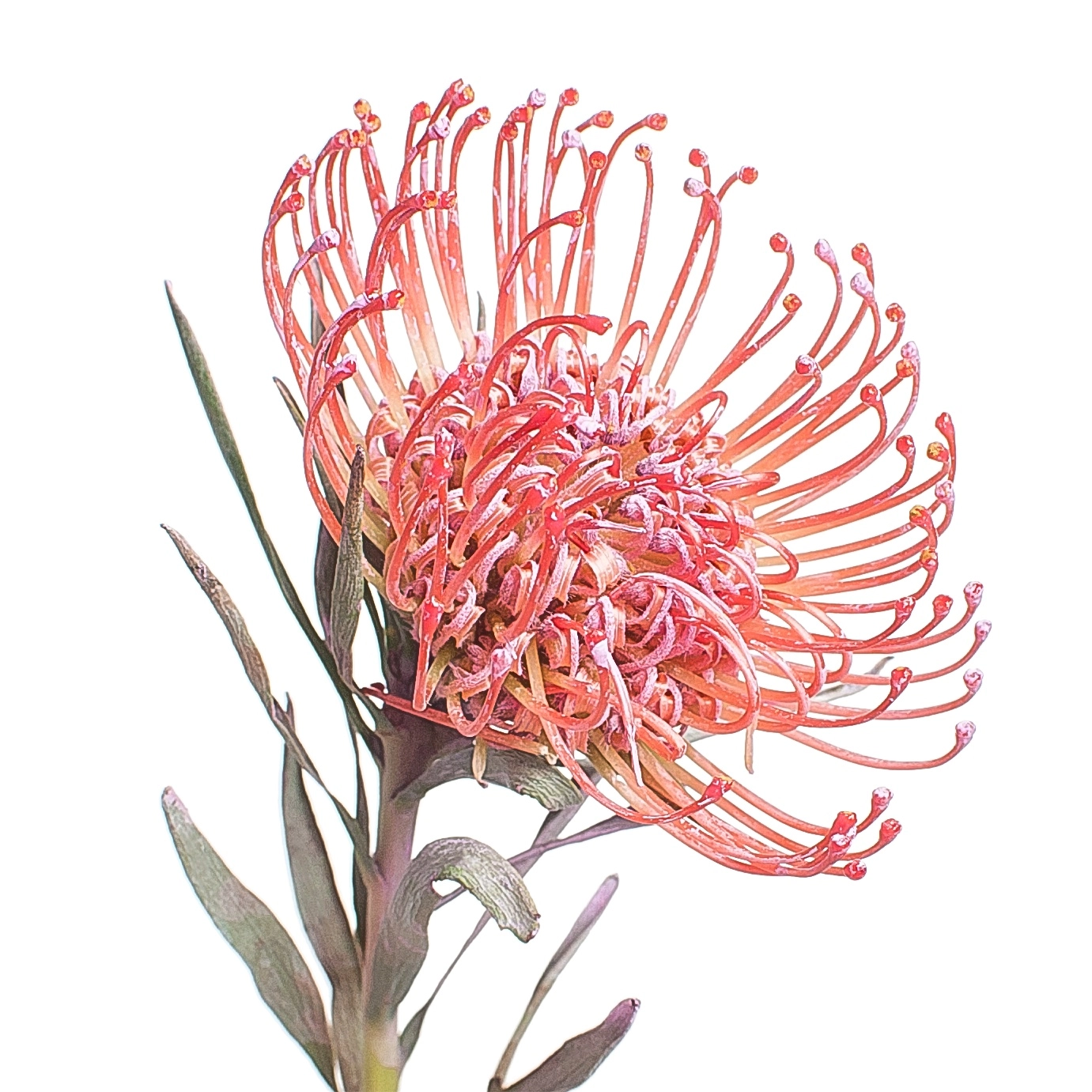 Leucospermum tinted pink