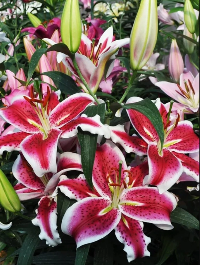 Lilium oriental star dance
