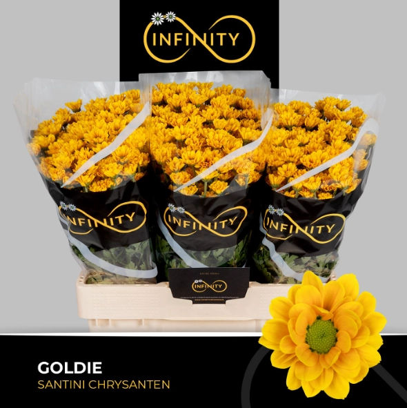 Chrysanthemum santini goldie