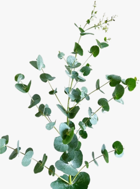 Blad Eucalyptus sprаy cinerea green | Wholesale flowers, plants and supplies Blad Eucalyptus sprаy cinerea green