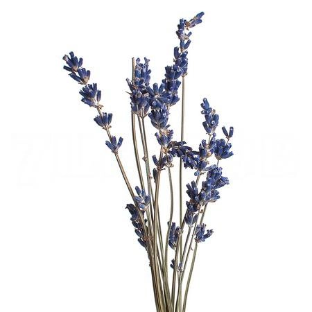 Lavanda blue