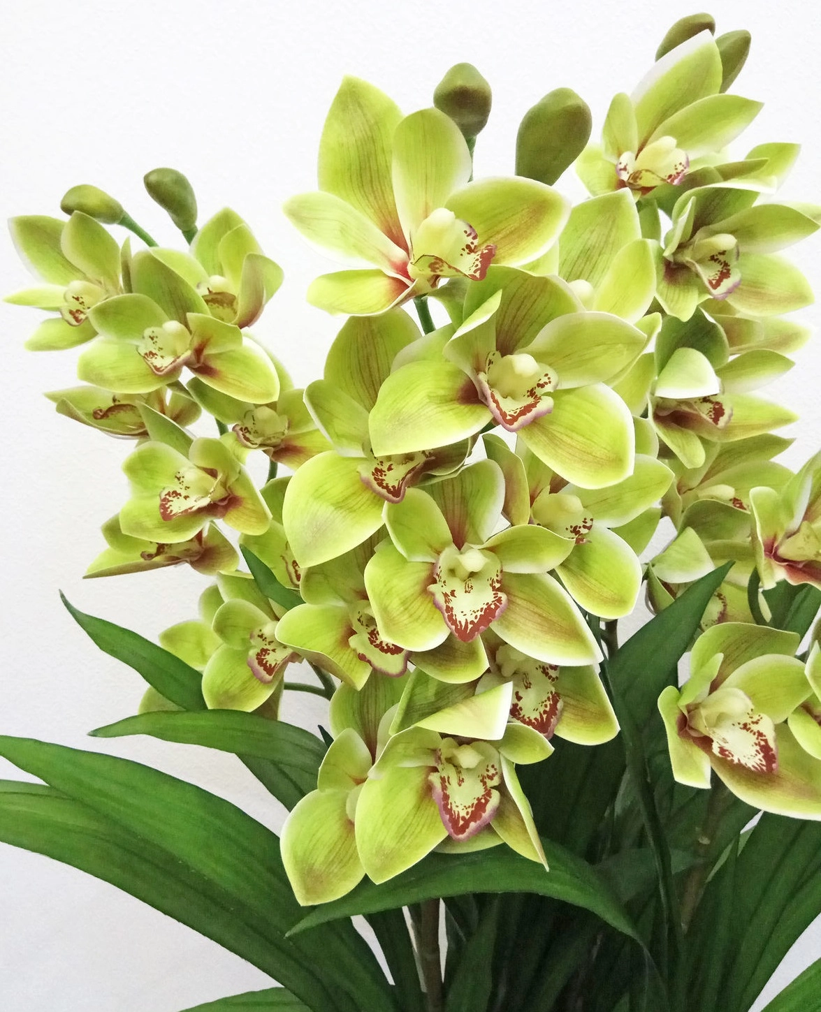 Cymbidium saffier | Wholesale flowers, plants and supplies Cymbidium saffier