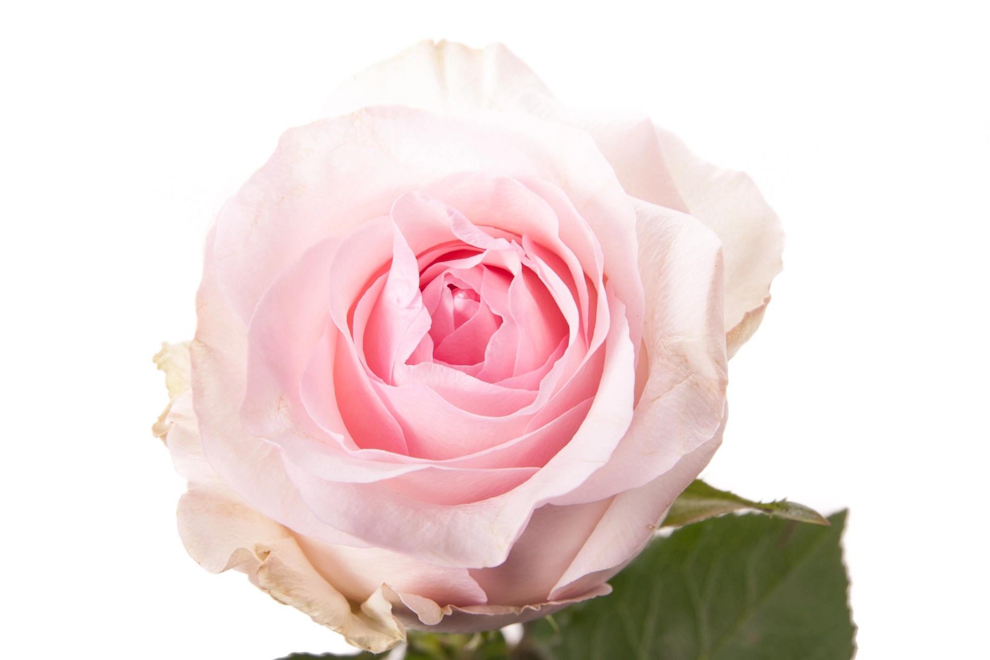 Rose nena | Wholesale flowers, plants and supplies Rose nena