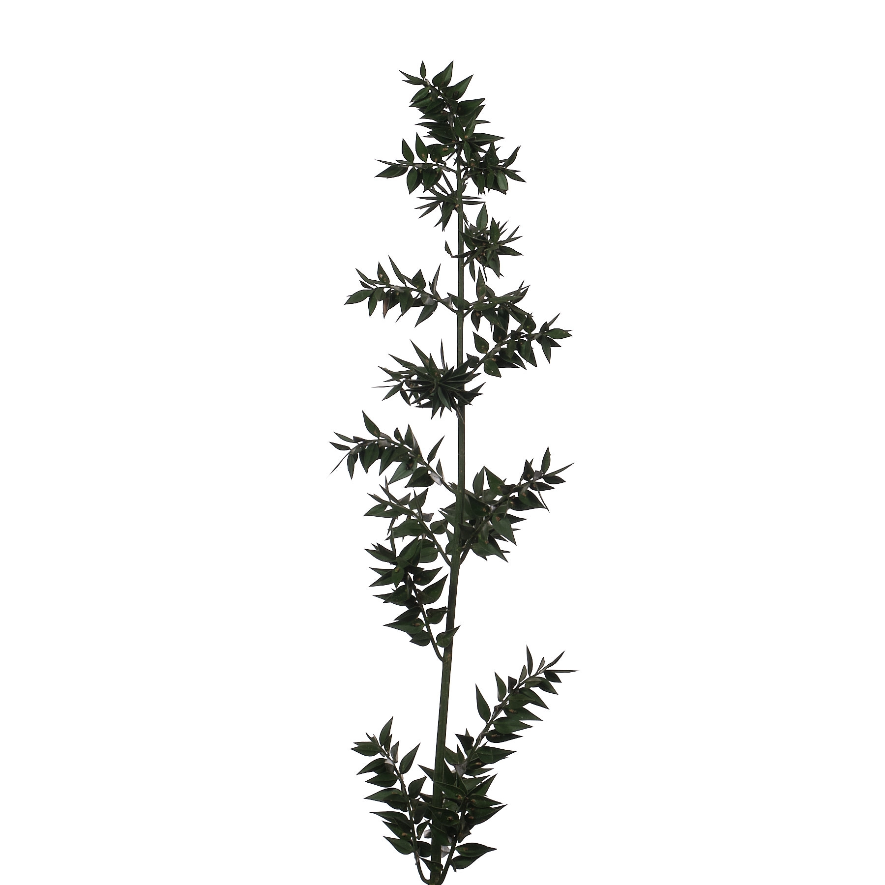 Blad Ruscus small leaf