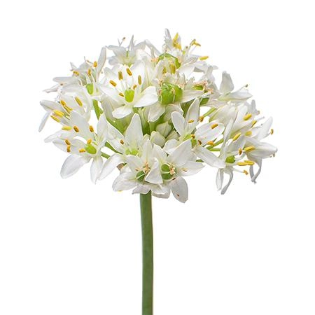 Allium tuberosum