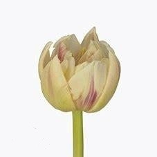 Tulip double margarita | Wholesale flowers, plants and supplies Tulip double margarita