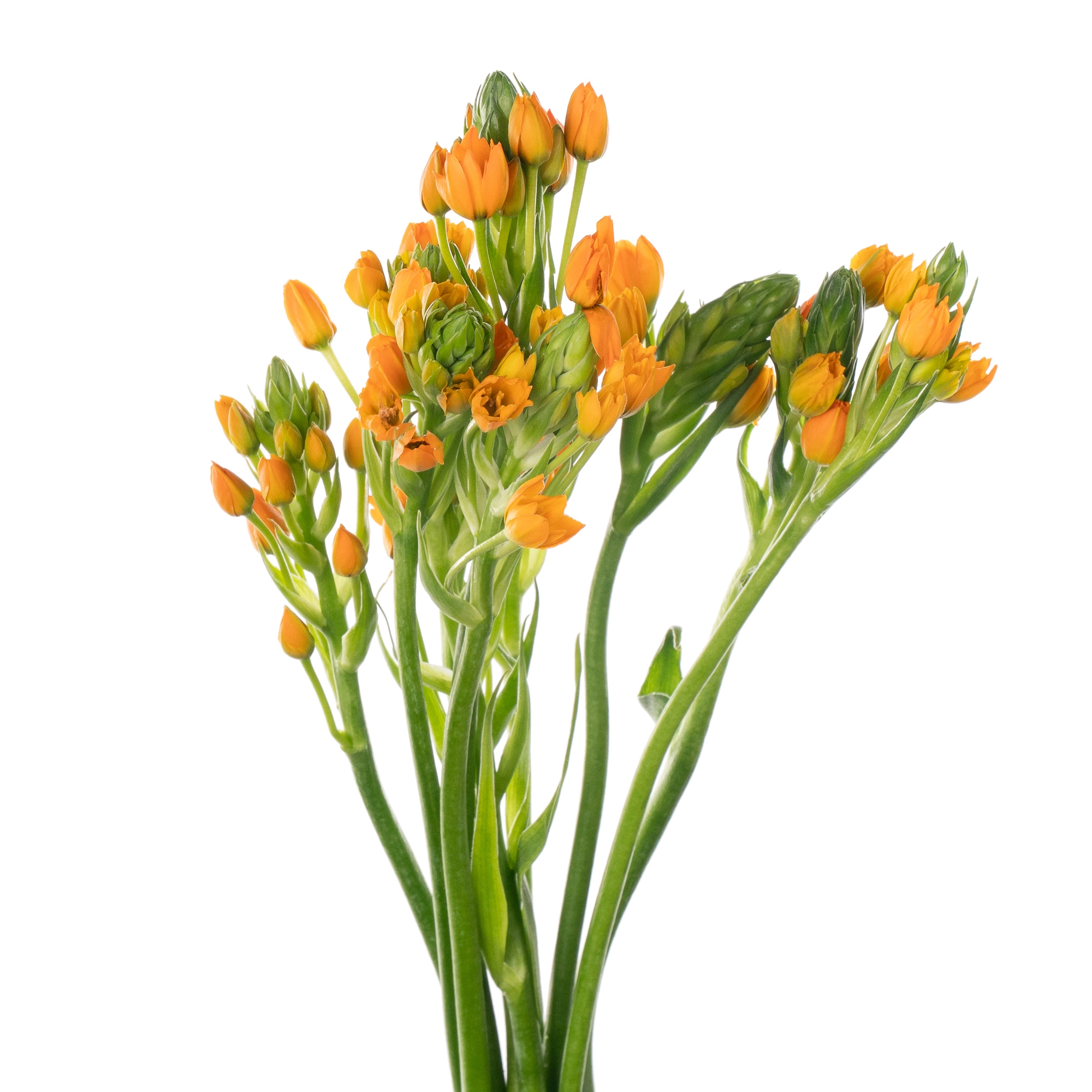 Ornithogalum sunshine
